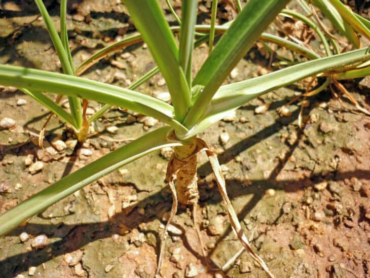 Garlic - Allium sativum