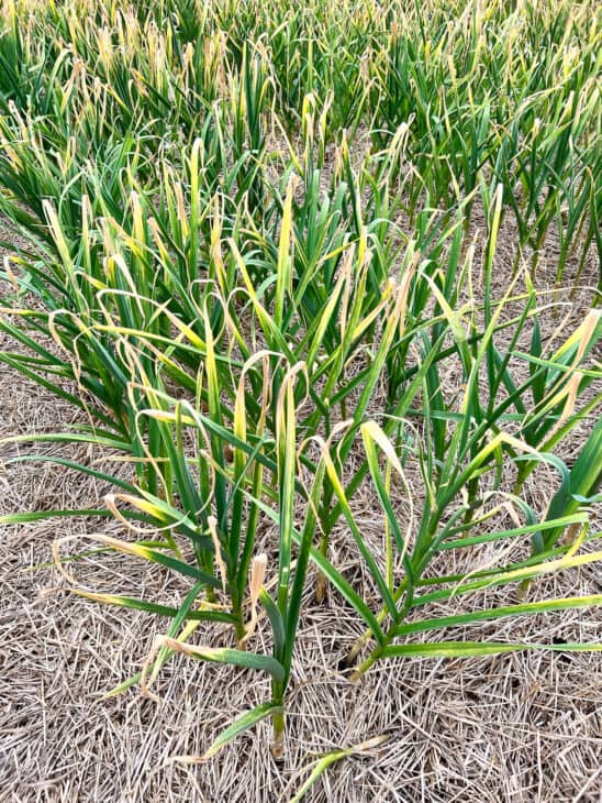 Garlic - Allium sativum