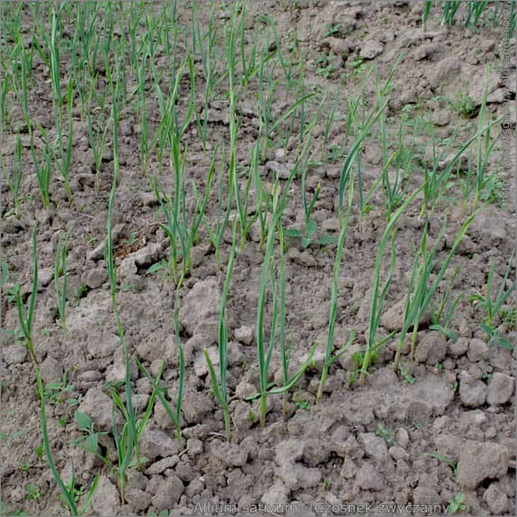 Garlic - Allium sativum