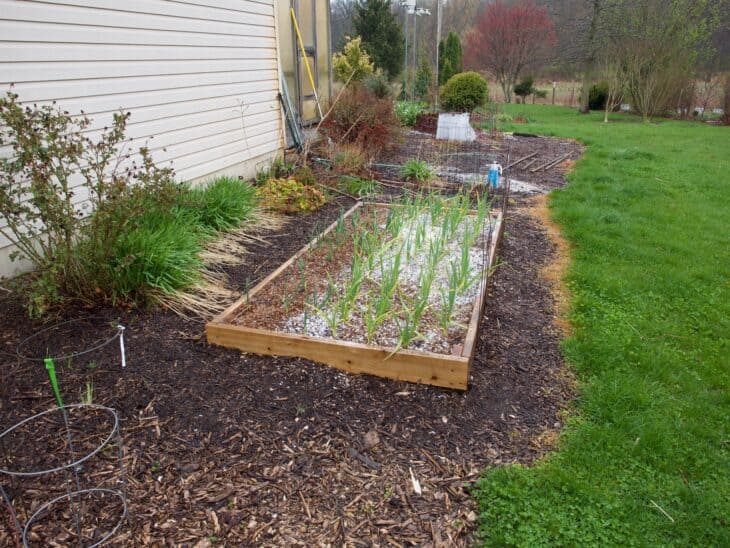 Garlic - Allium sativum