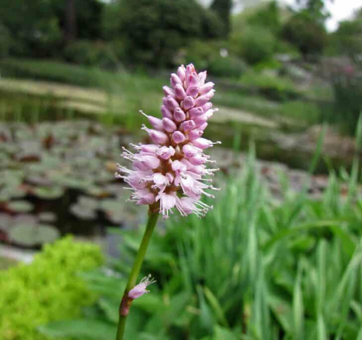 Garlic - Allium sativum