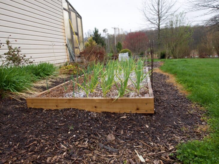 Garlic - Allium sativum