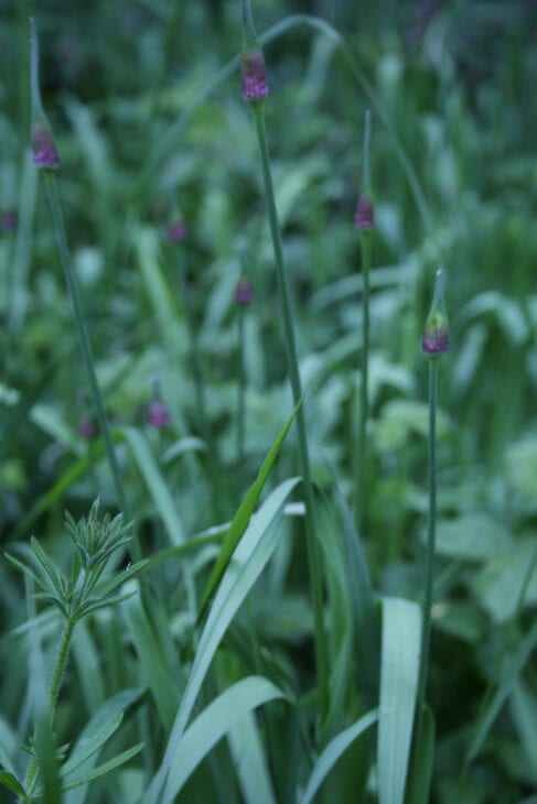 Garlic - Allium sativum