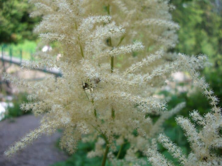 Goat's Beard - Aruncus dioicus
