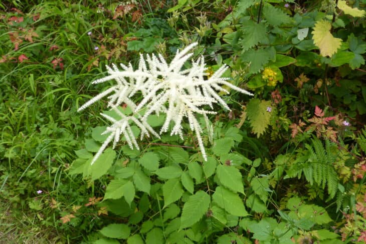 Goat's Beard - Aruncus dioicus