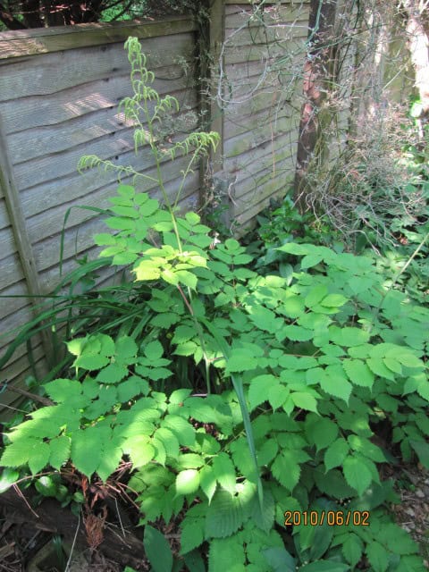 Goat's Beard - Aruncus dioicus