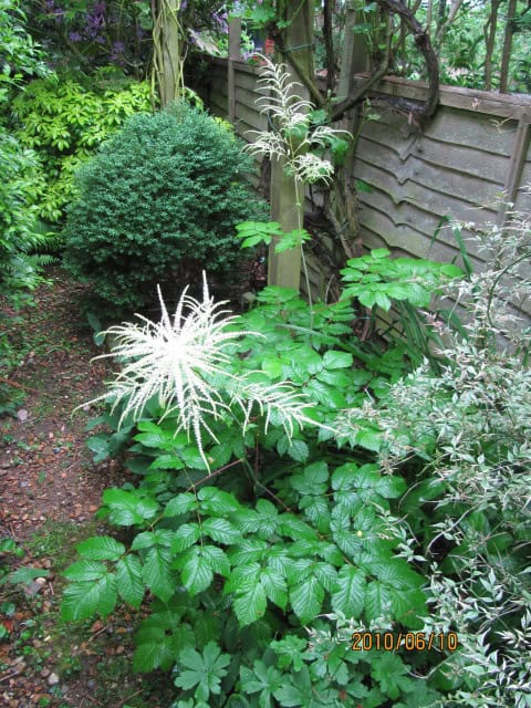 Goat's Beard - Aruncus dioicus