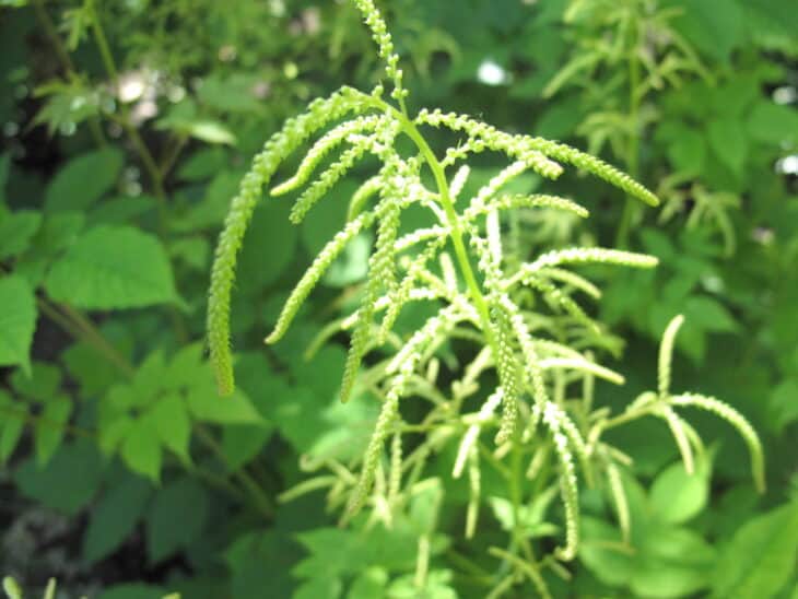 Goat's Beard - Aruncus dioicus