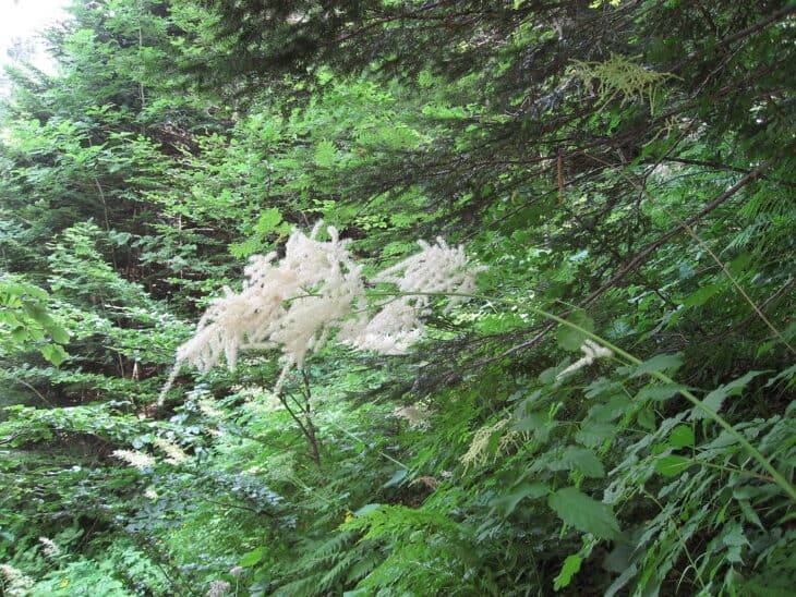 Goat's Beard - Aruncus dioicus