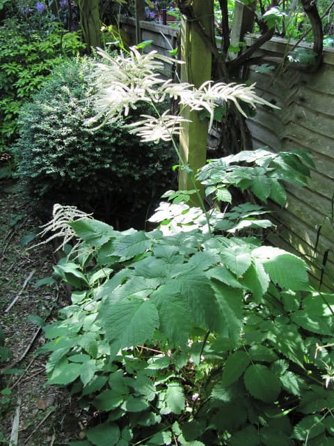 Goat's Beard - Aruncus dioicus