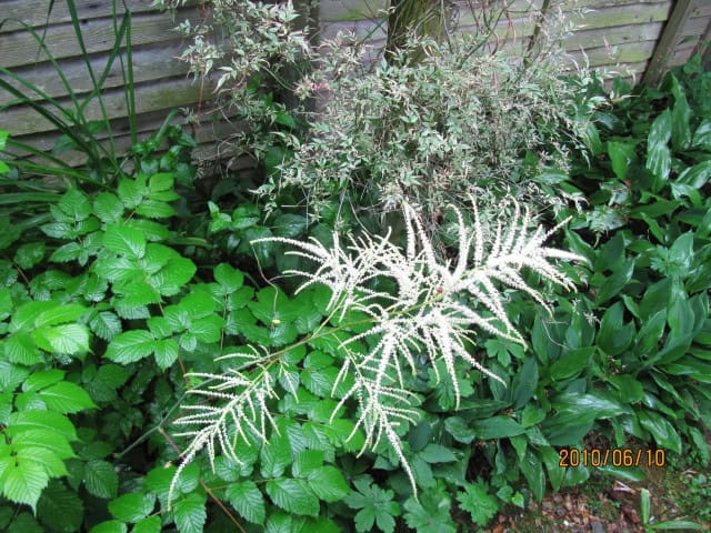 Goat's Beard - Aruncus dioicus