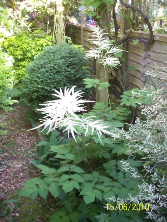 Goat's Beard - Aruncus dioicus