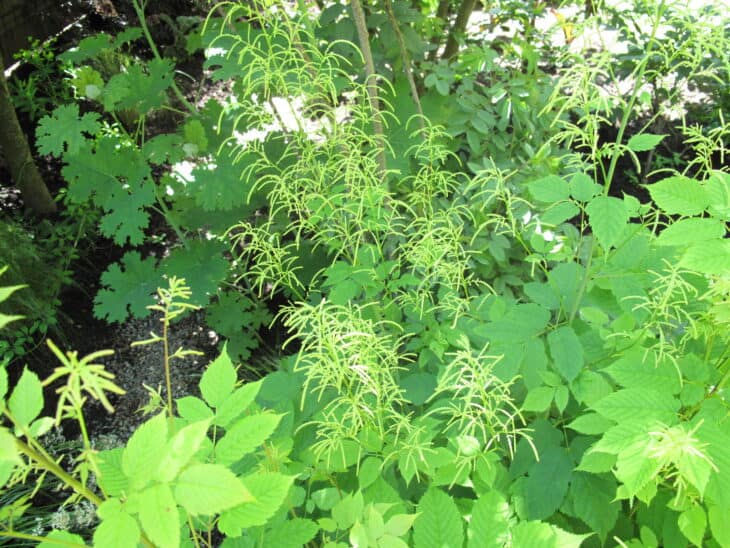 Goat's Beard - Aruncus dioicus