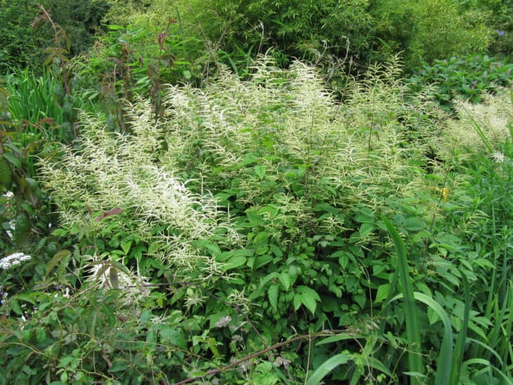 Goat's Beard - Aruncus dioicus
