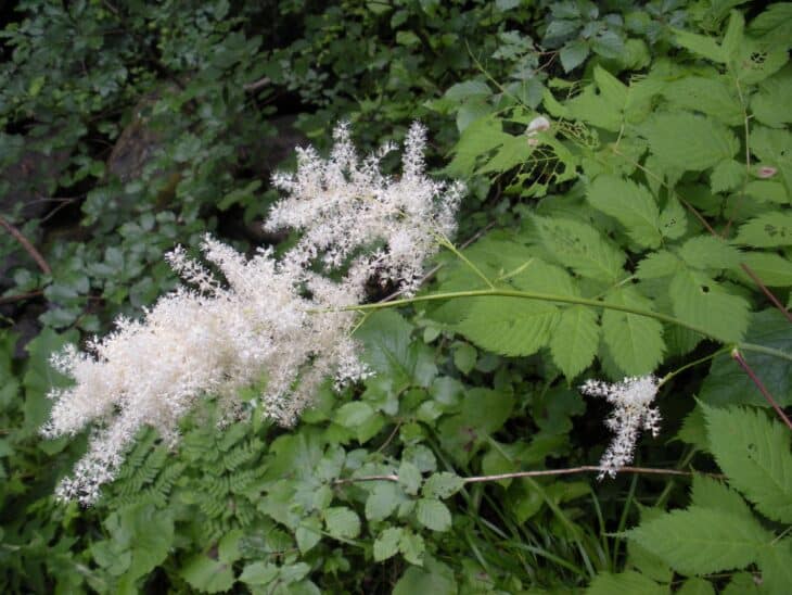 Goat's Beard - Aruncus dioicus