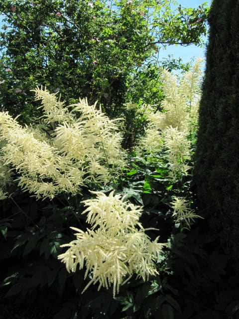 Goat's Beard - Aruncus dioicus