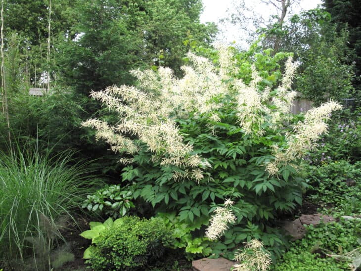 Goat's Beard - Aruncus dioicus