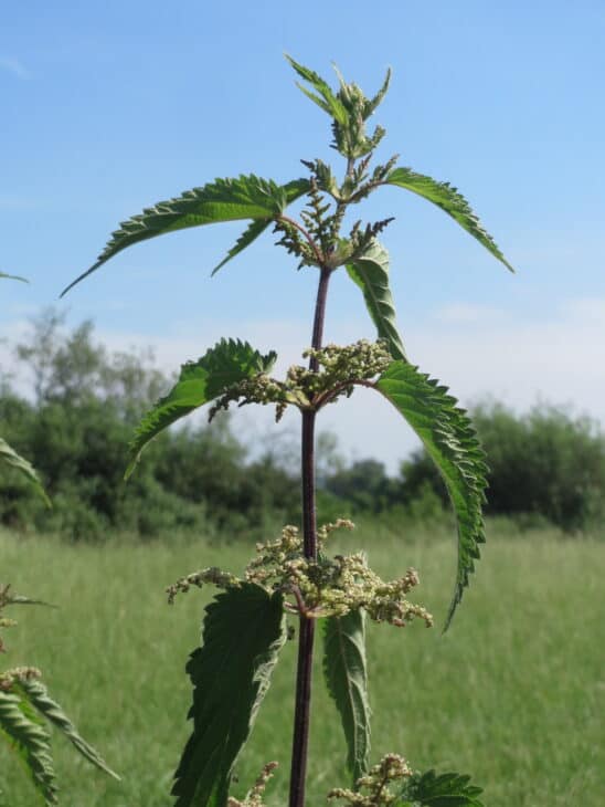 Great Nettle - Urtica dioica
