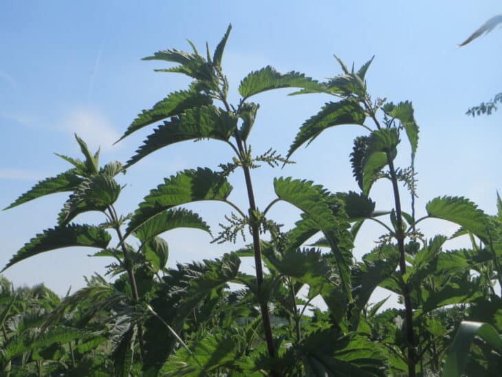 Great Nettle - Urtica dioica