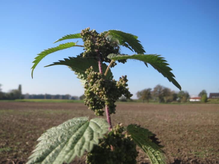 Great Nettle - Urtica dioica
