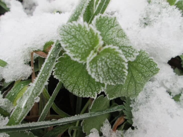 Great Nettle - Urtica dioica