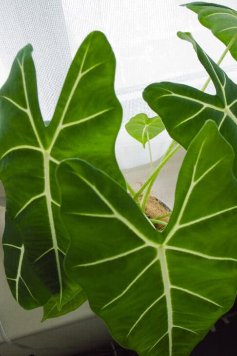 Green Velvet Alocasia - Alocasia amazonica