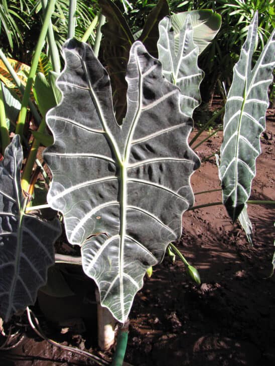 Green Velvet Alocasia - Alocasia amazonica