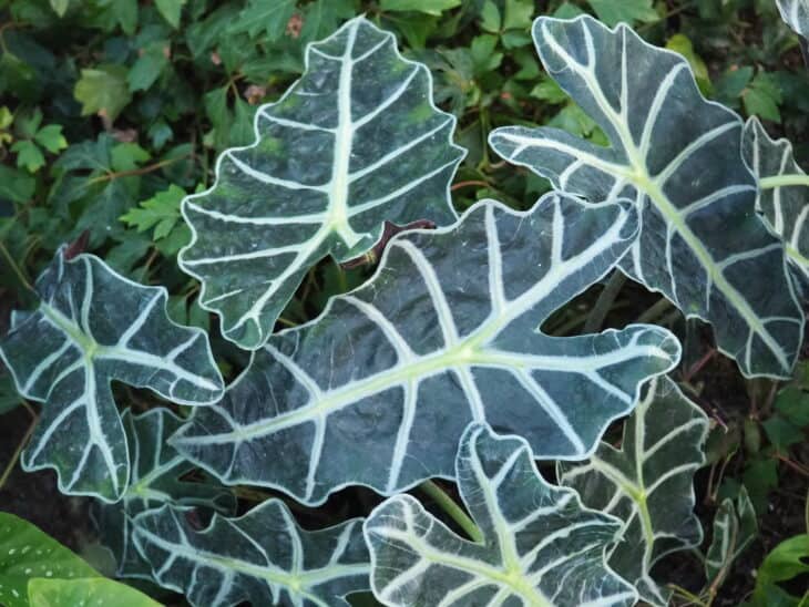 Green Velvet Alocasia - Alocasia amazonica