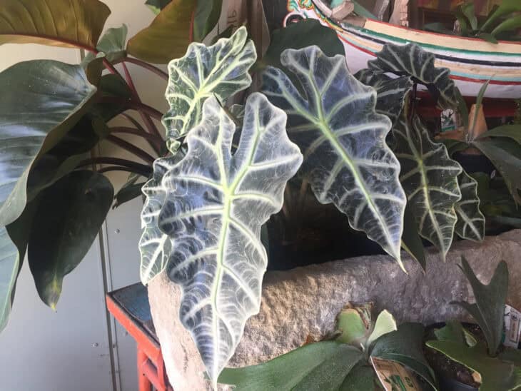 Green Velvet Alocasia - Alocasia amazonica