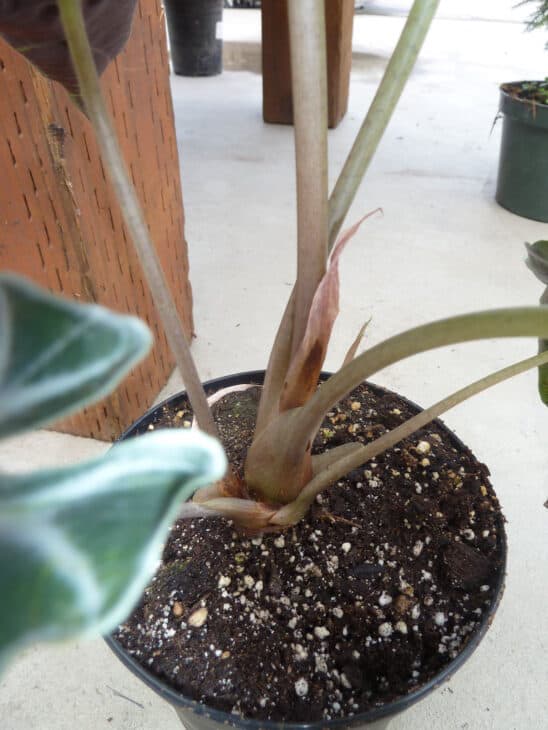 Green Velvet Alocasia - Alocasia amazonica