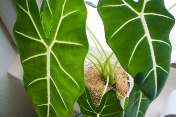 Green Velvet Alocasia - Alocasia amazonica
