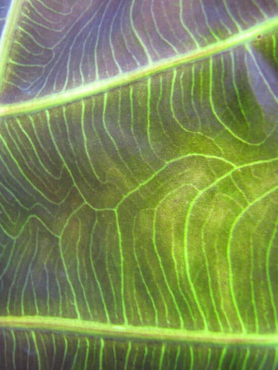 Green Velvet Alocasia - Alocasia amazonica