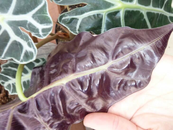 Green Velvet Alocasia - Alocasia amazonica
