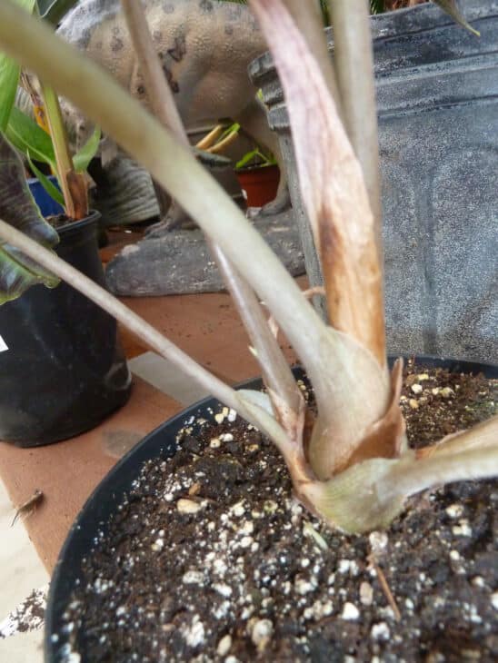Green Velvet Alocasia - Alocasia amazonica
