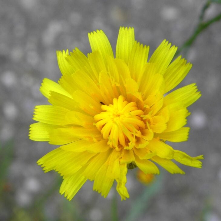 Hawksbeard - Crepis spp.