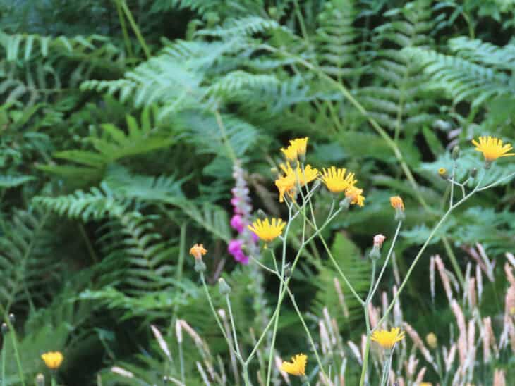 Hawksbeard - Crepis spp.