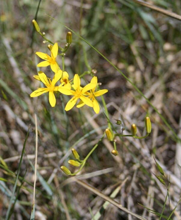 Hawksbeard - Crepis spp.