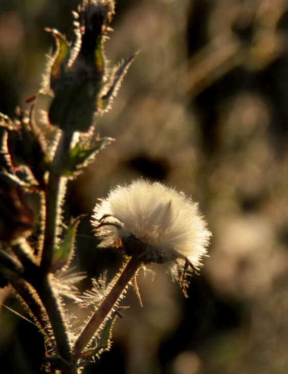 Hawksbeard - Crepis spp.