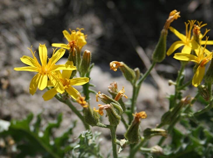 Hawksbeard - Crepis spp.