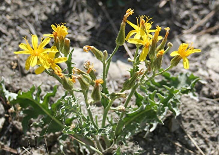 Hawksbeard - Crepis spp.