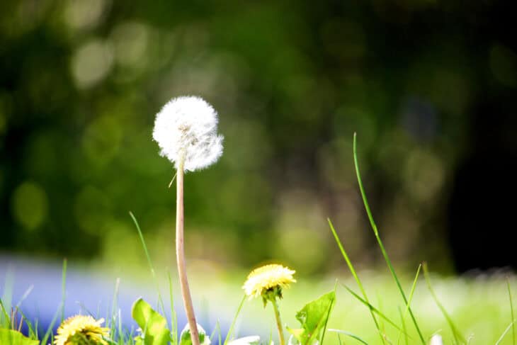 Hawksbeard - Crepis spp.