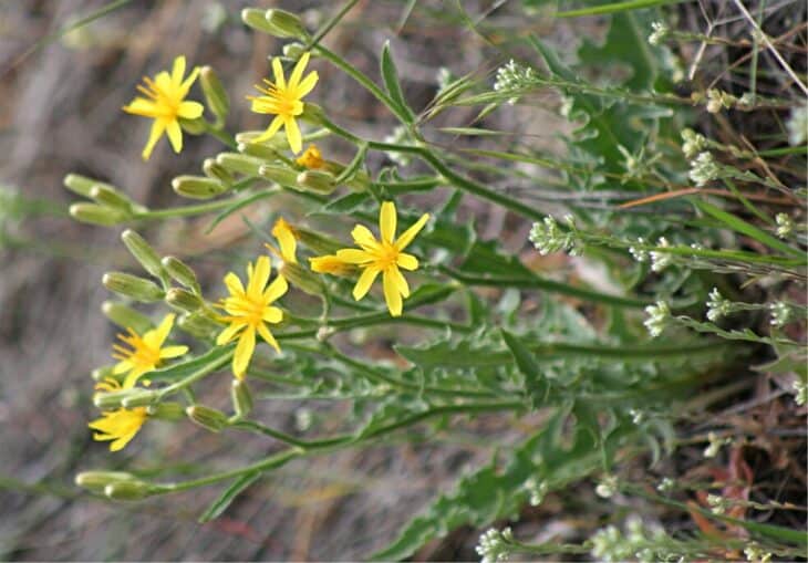 Hawksbeard - Crepis spp.