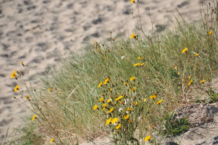Hawksbeard - Crepis spp.