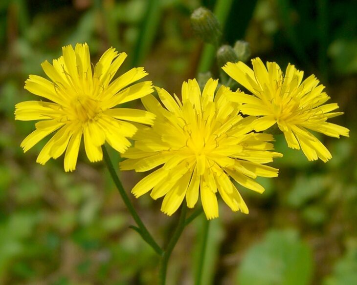 Hawksbeard - Crepis spp.