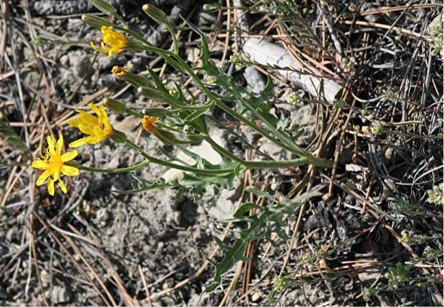Hawksbeard - Crepis spp.