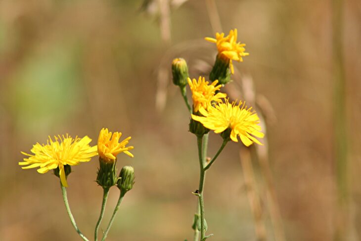 Hawksbeard - Crepis spp.