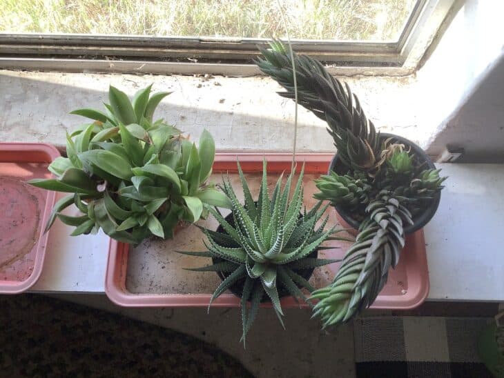Haworthia collection IMG_8398