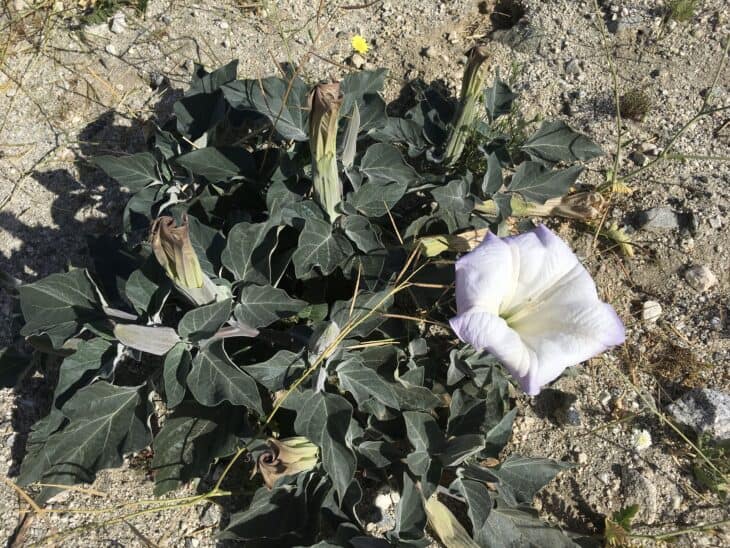 Jimson Weed - Datura spp.