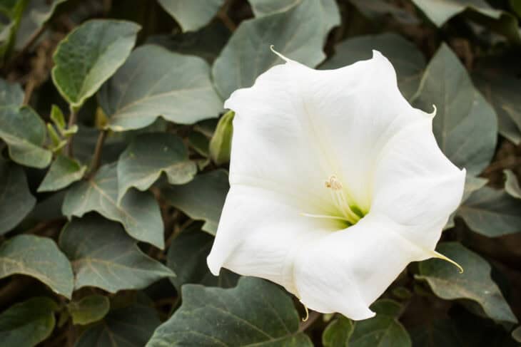 Jimsonweed