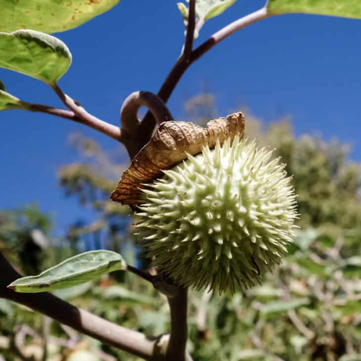 Jimsonweed seedpod